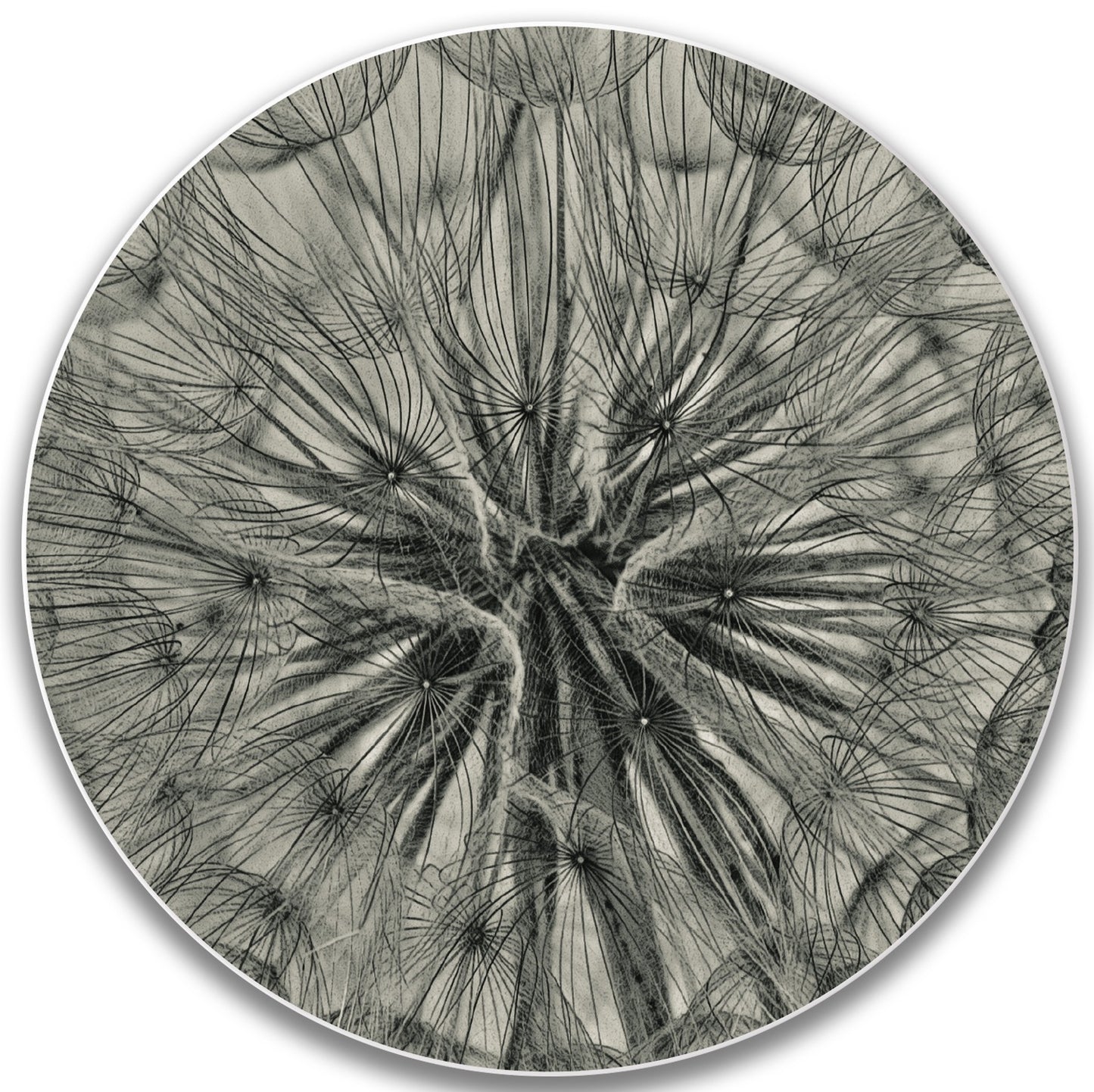 Dente di leone Piatto decorativo da parete