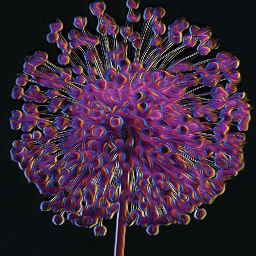 Fiore viola su sfondo nero poster d'autore