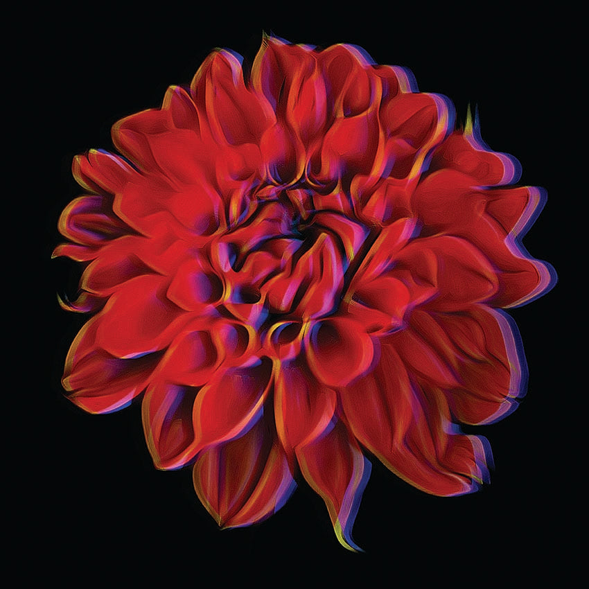 Fiore rosso su sfondo nero poster d'autore