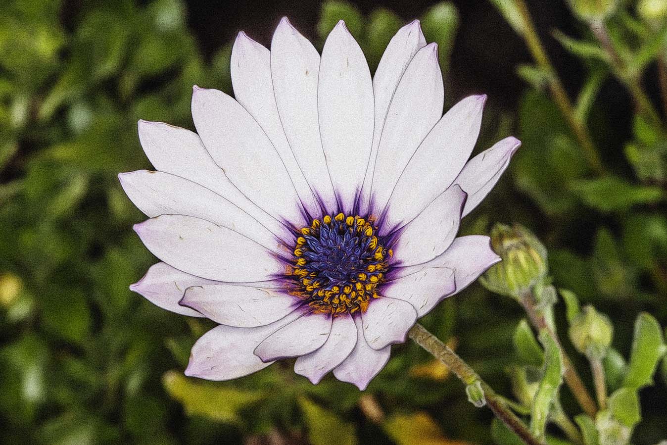 Blooming author poster