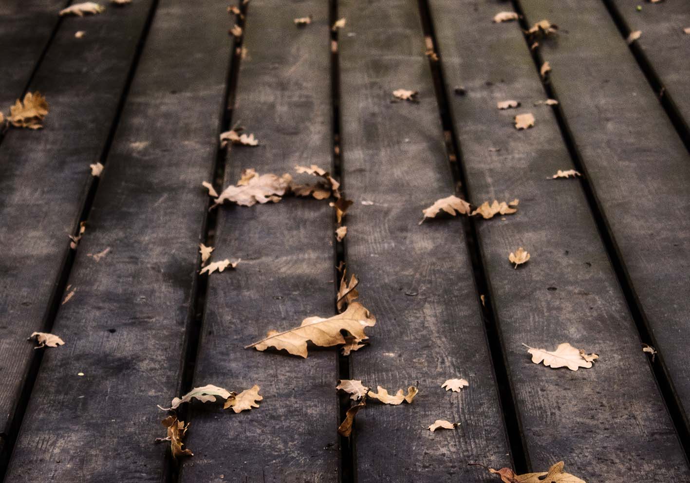 Foglie d'autunno poster d'autore