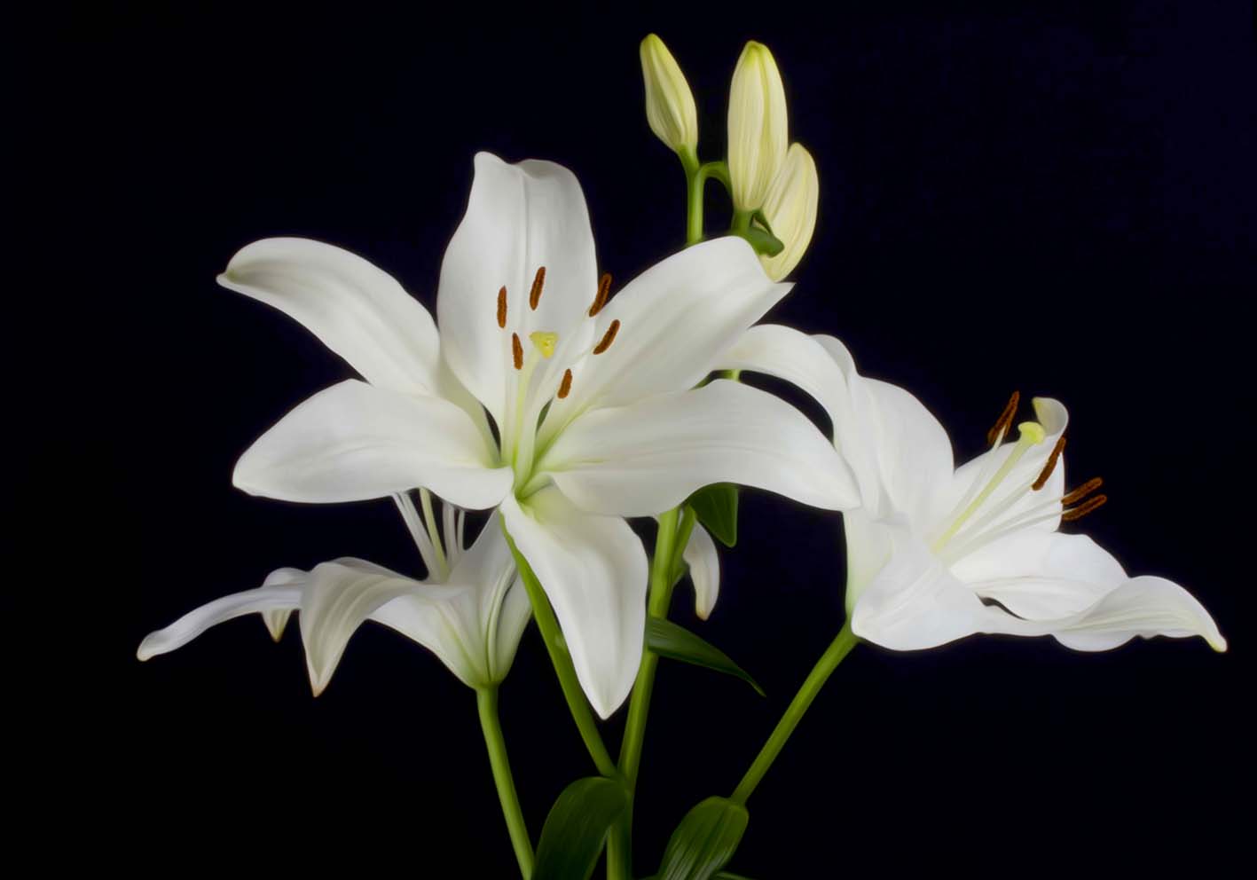 White lilies author poster