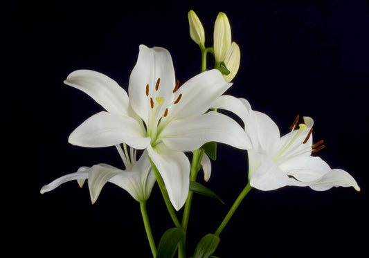 Gigli bianchi  poster d'autore