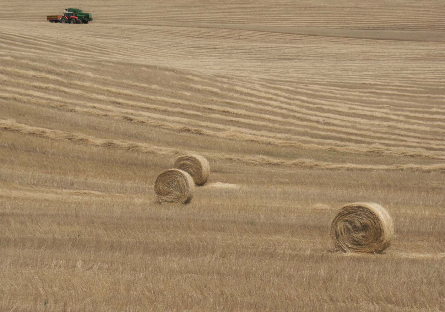 Wheat harvest author poster