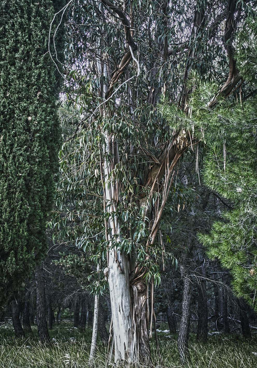 Tree torn photo poster