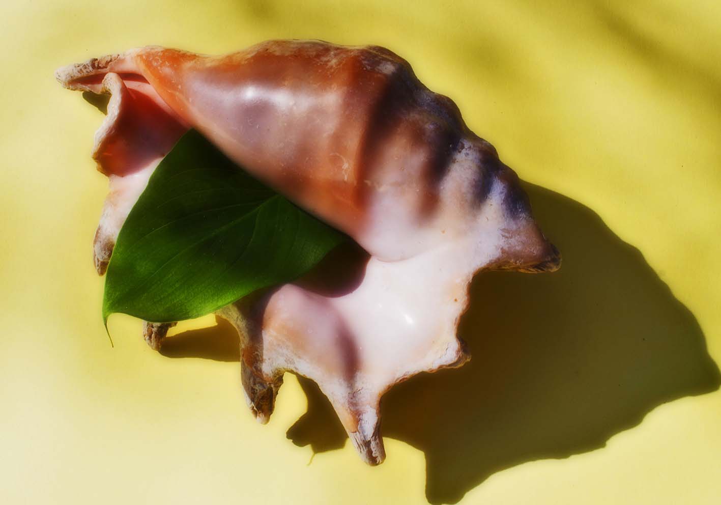 The language of the shell poster by author