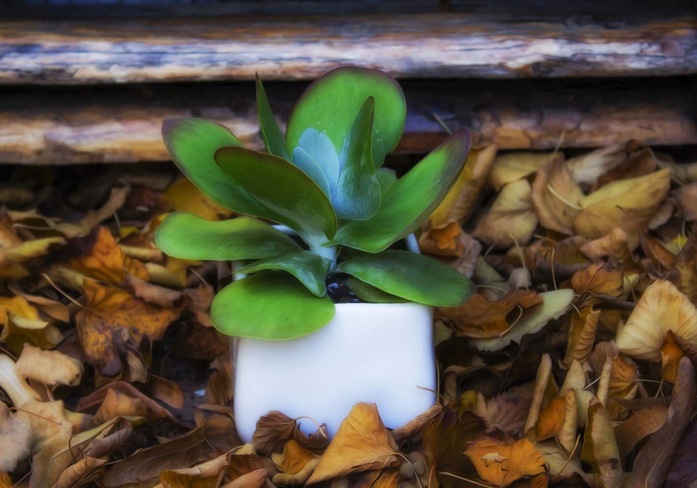 tra le foglie d'autunno poster d'autore