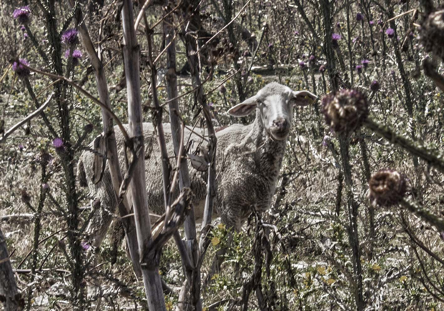 Sheep among the thistles author's poster