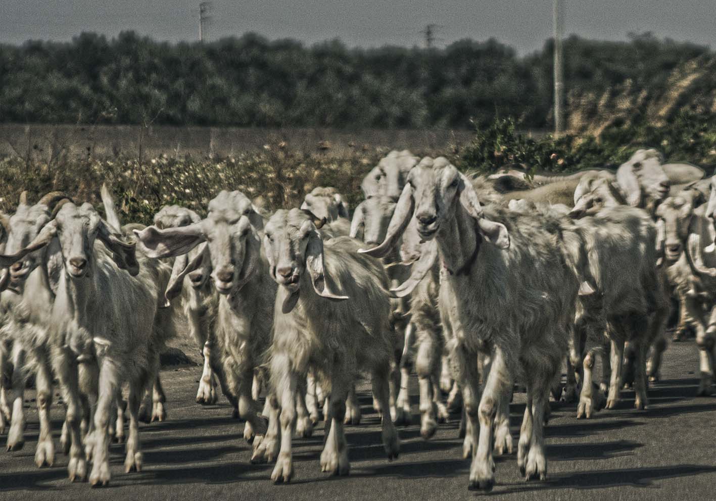 Al pascolo poster d'autore