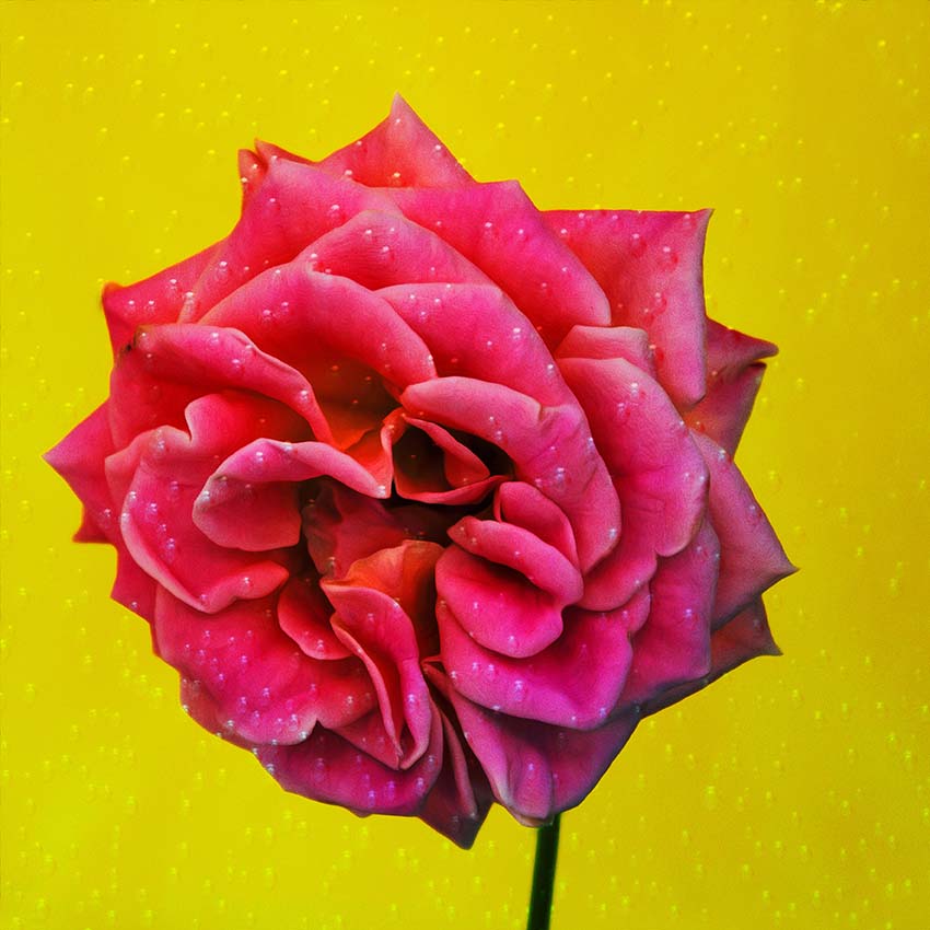 red petals author poster