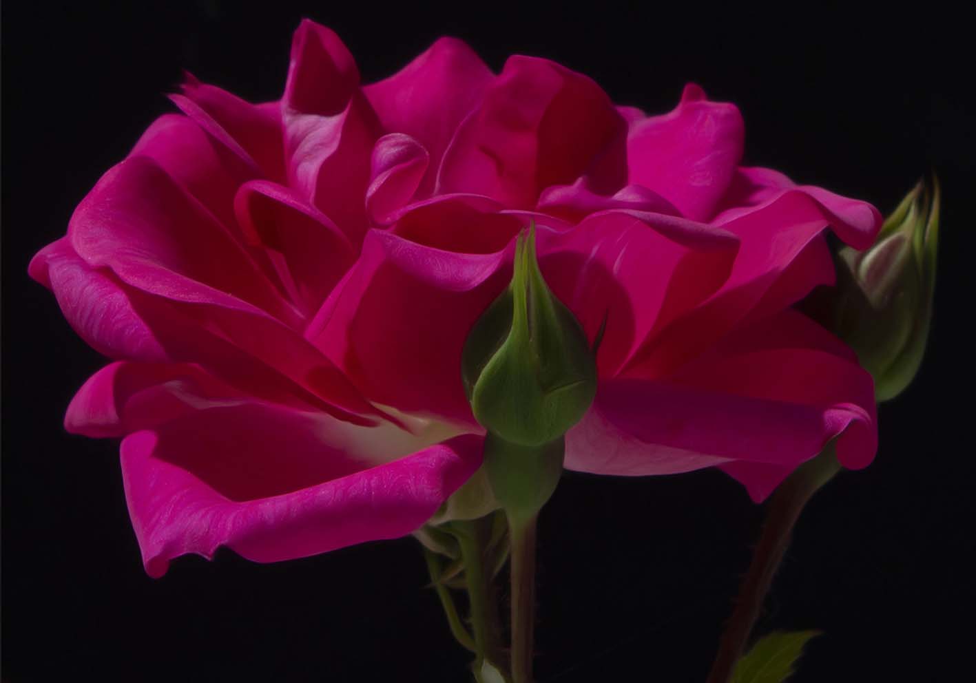 Scent of Rose Author Poster