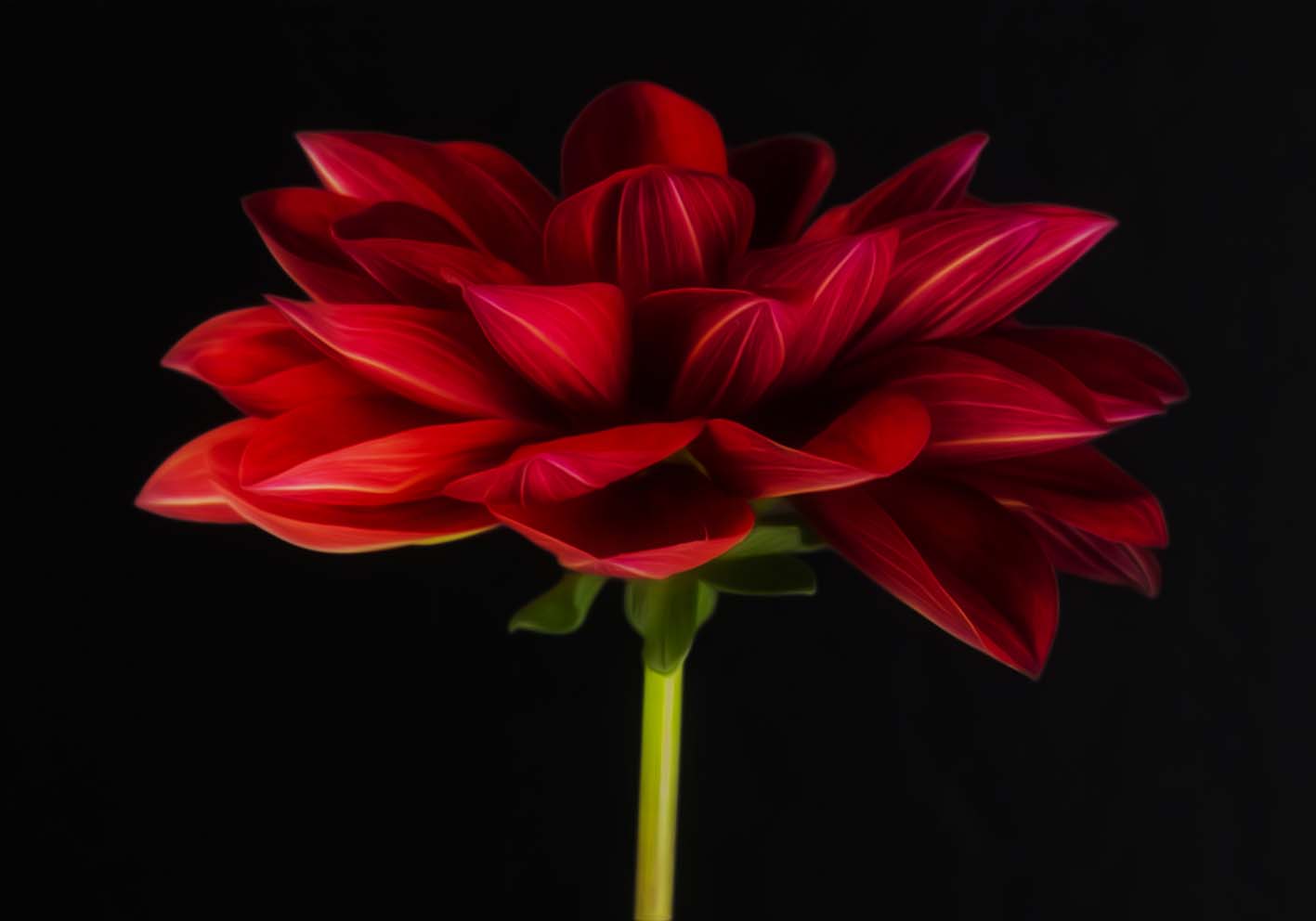 Un fiore rosso poster d'autore