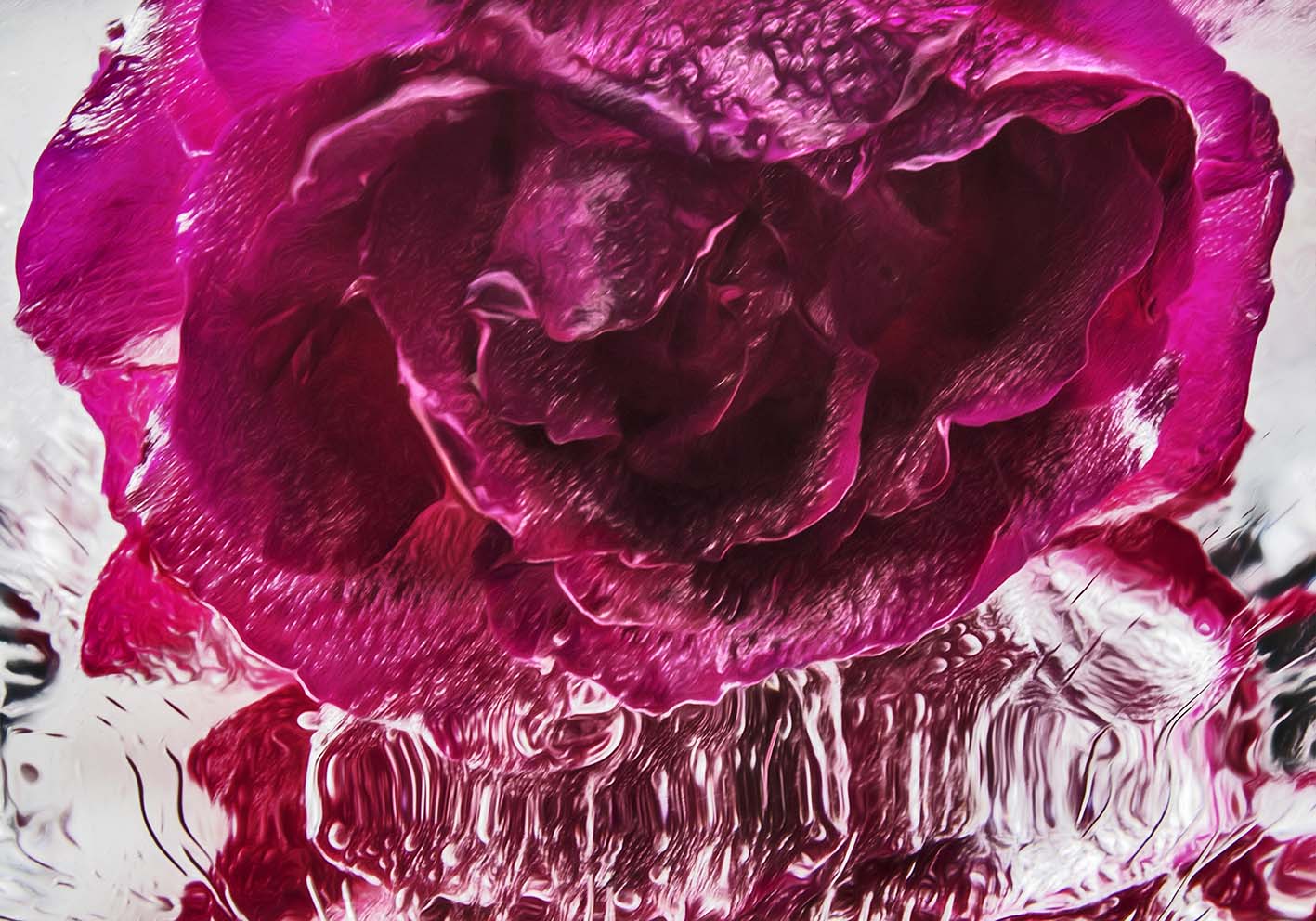 Ice Rose Author's Poster