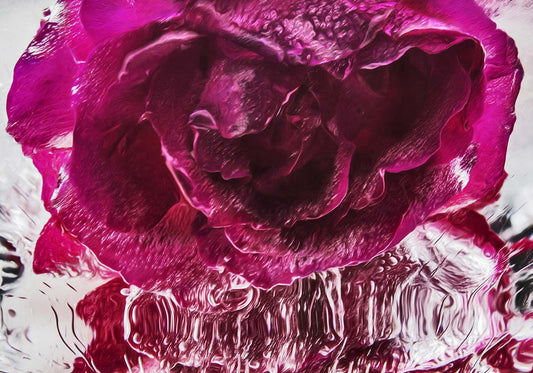 Rosa di ghiaccio poster d'autore