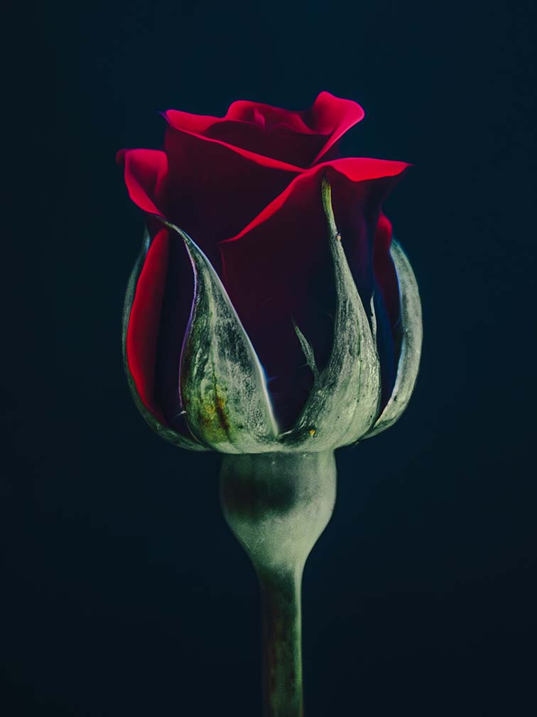 Rose at night