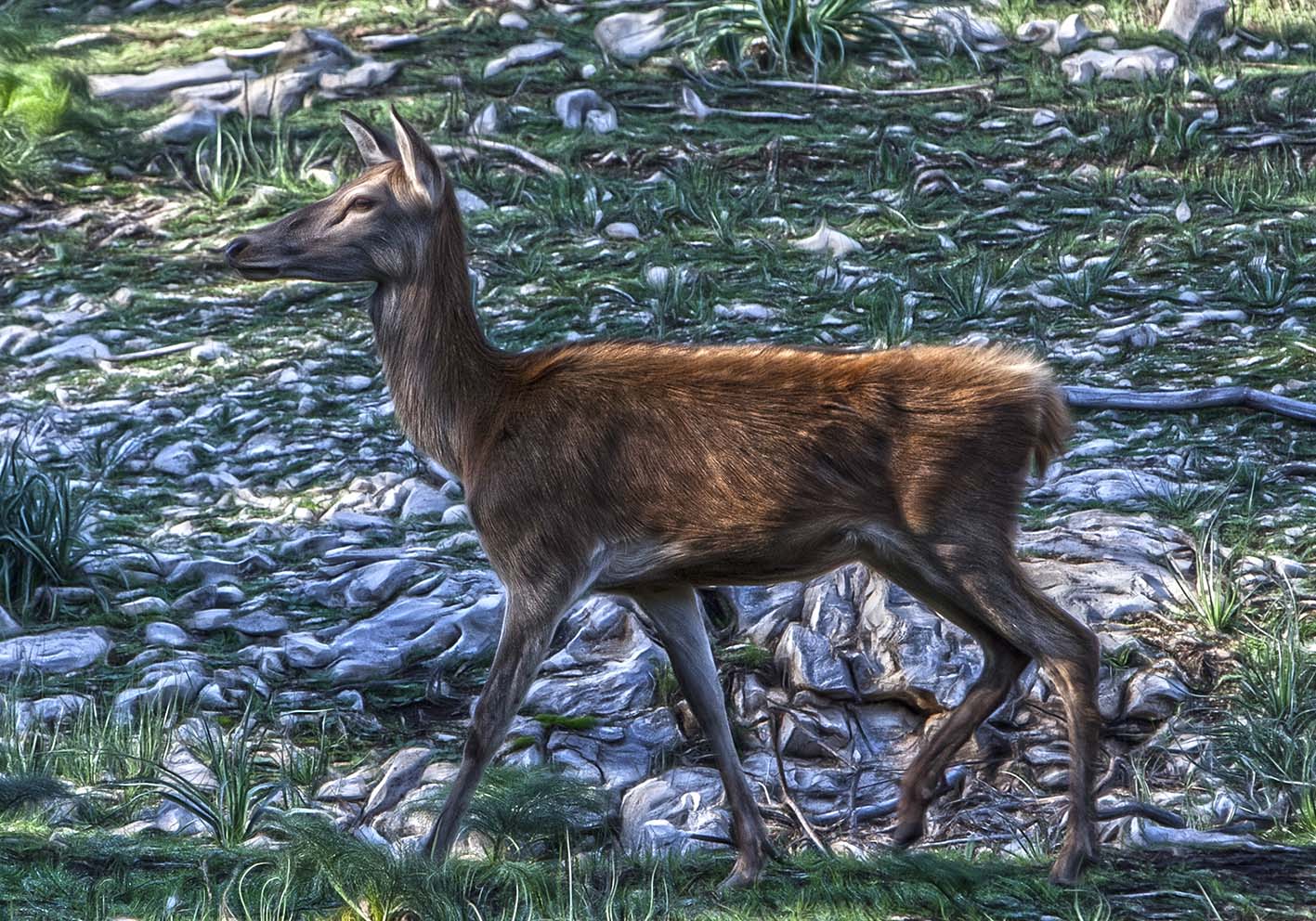 The Lonely Deer Author Poster