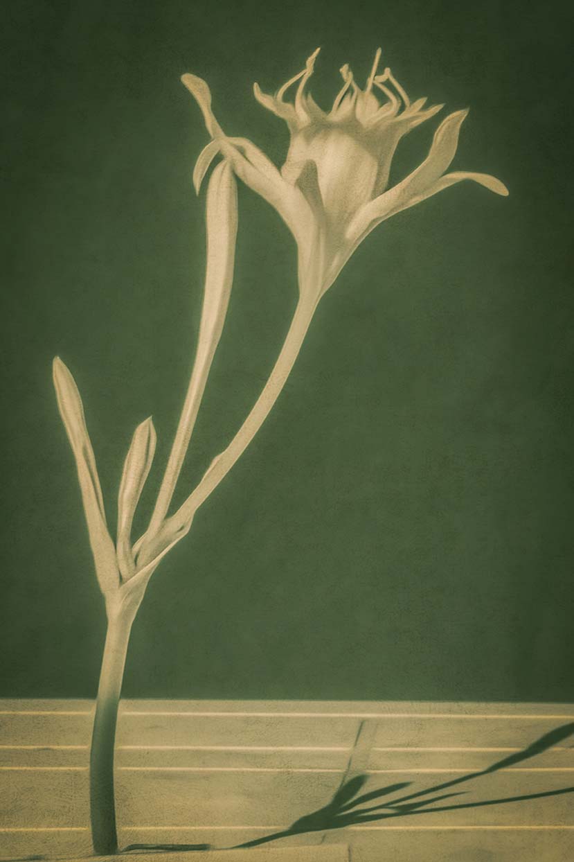 Sea lily vintage photo poster