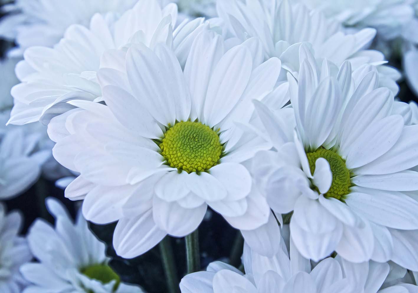 Bianche margherite poster d'autore