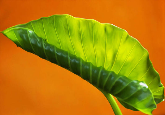 Foglia su sfondo arancione poster d'autore