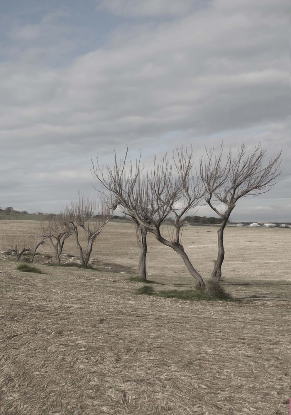 Alberi murgiani poster fotografico