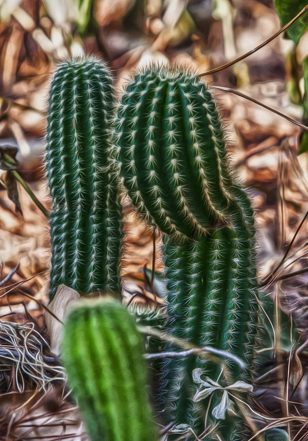 cactus di primavera poster fotografico