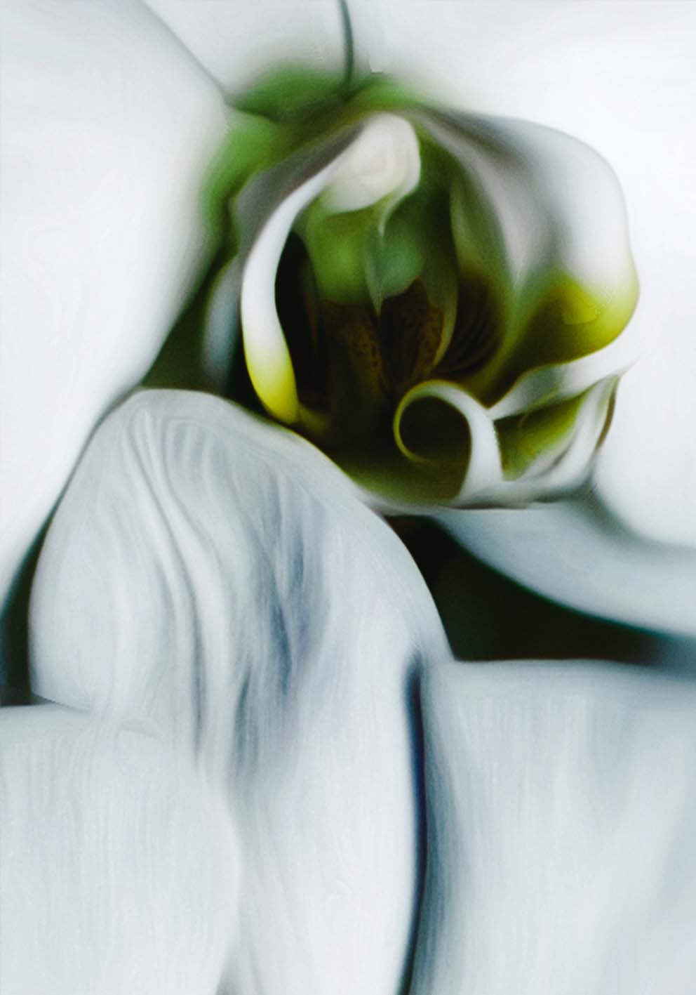 White Orchid Photo Poster