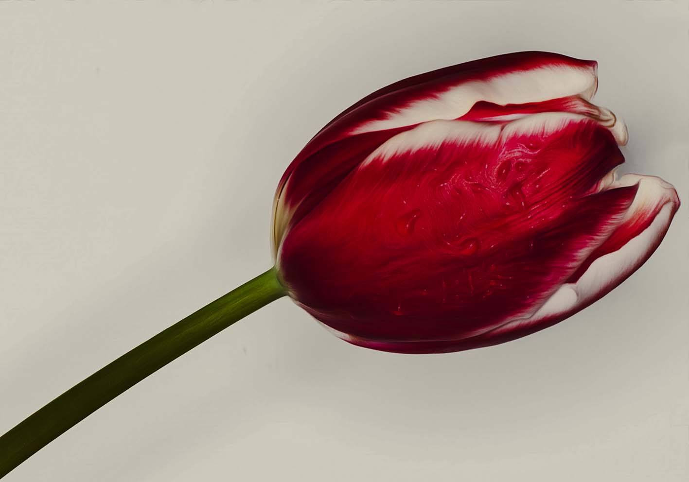 Tulipano poster d'autore