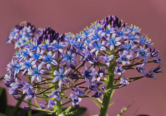 Purple poster d'autore