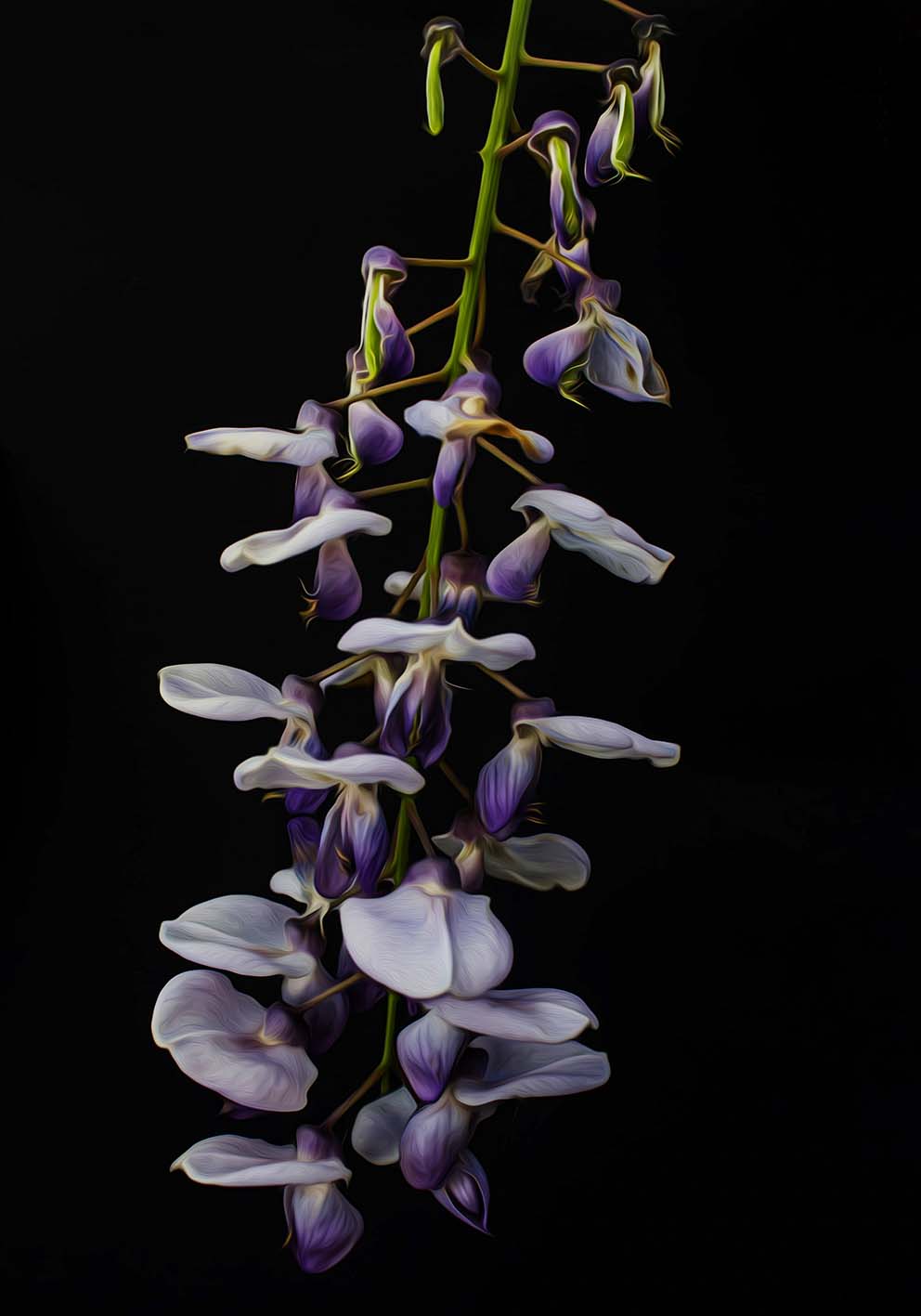 Wisteria branch photo poster