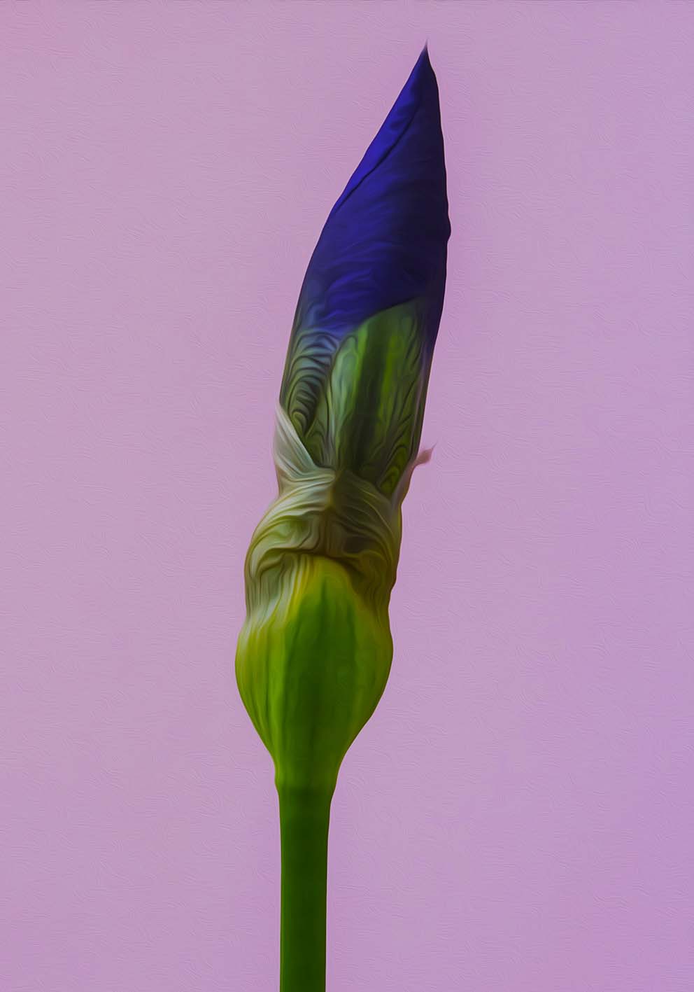 Iris blue poster fotografico