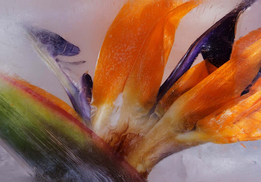 glacial flower poster d'autore