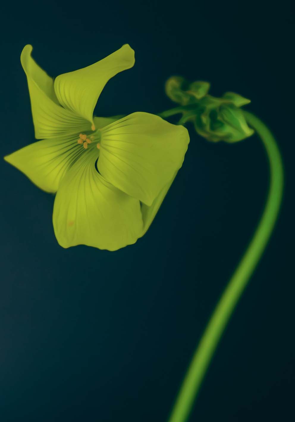 Verde notturno poster fotografico