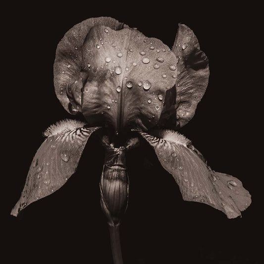 Sepia still life author poster
