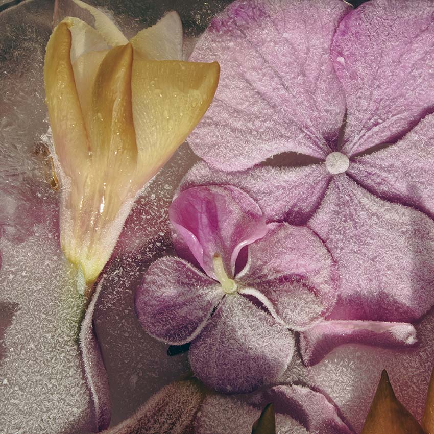 winter flowers author poster