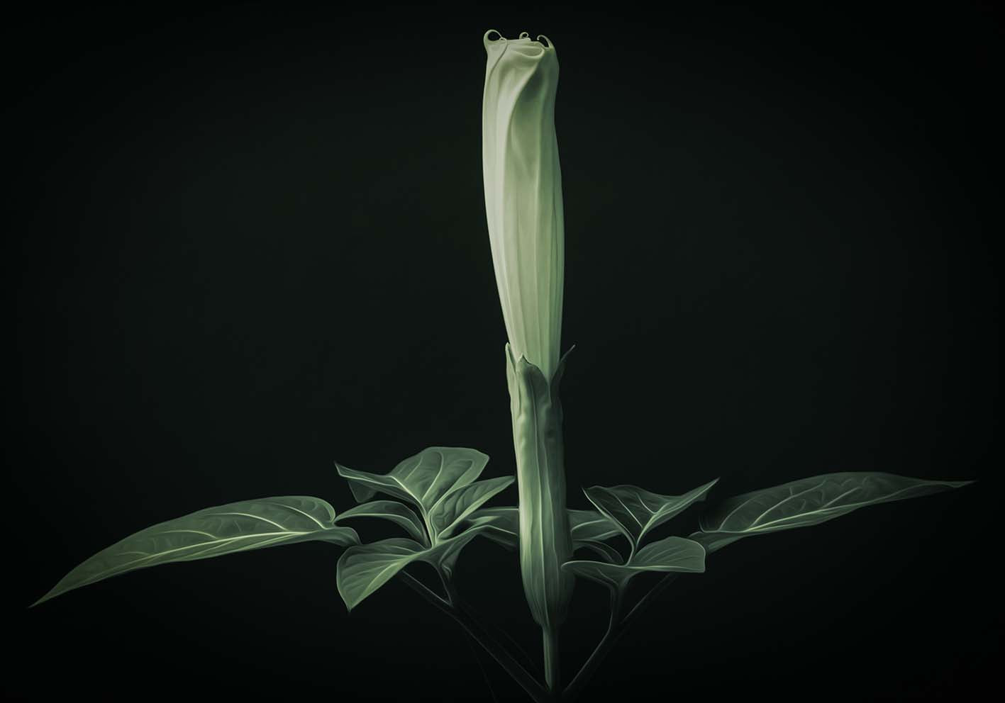 The winged flower author poster