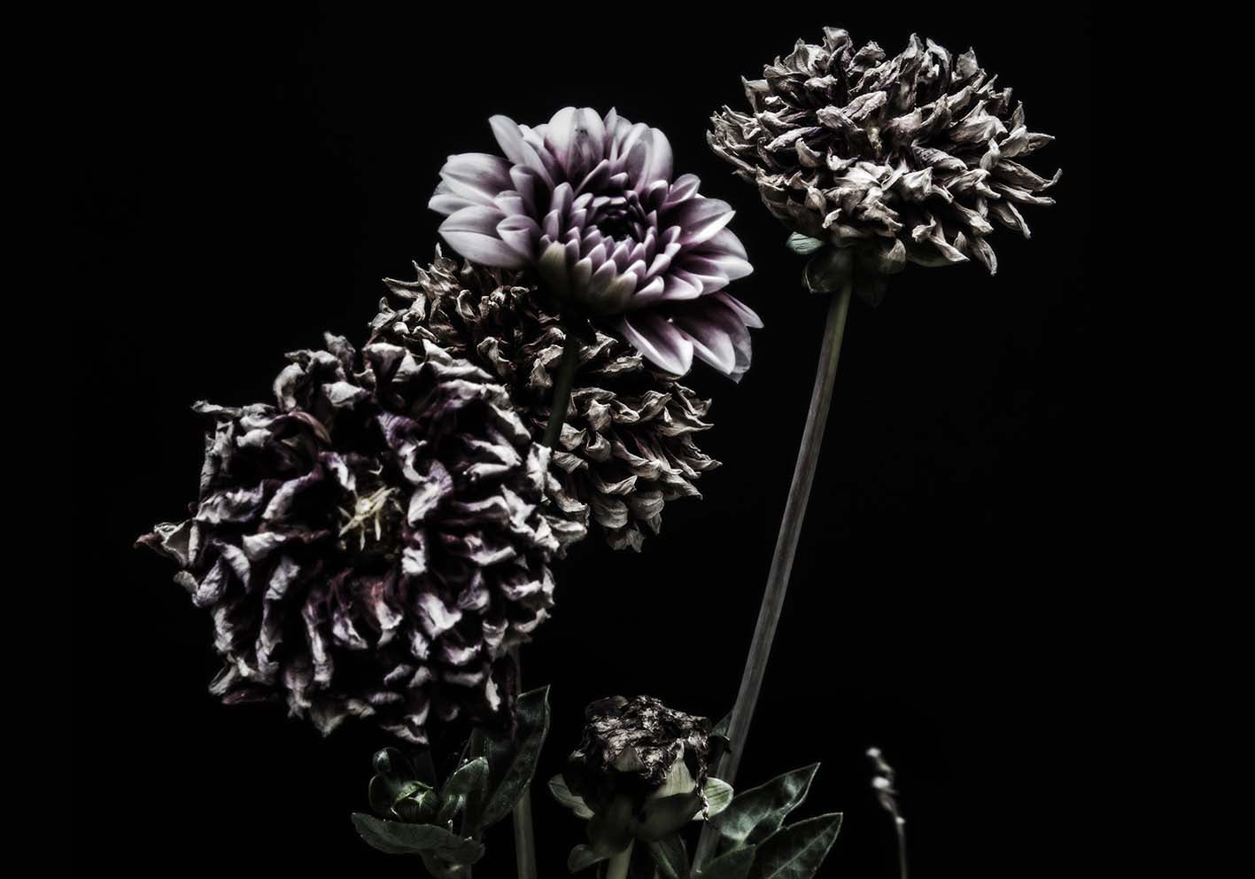Dried flowers author poster