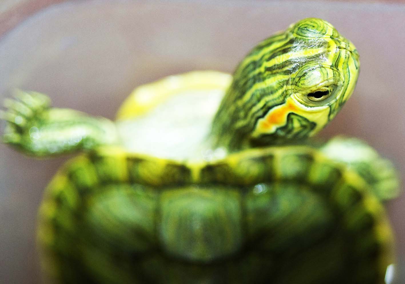 The turtle poster by author