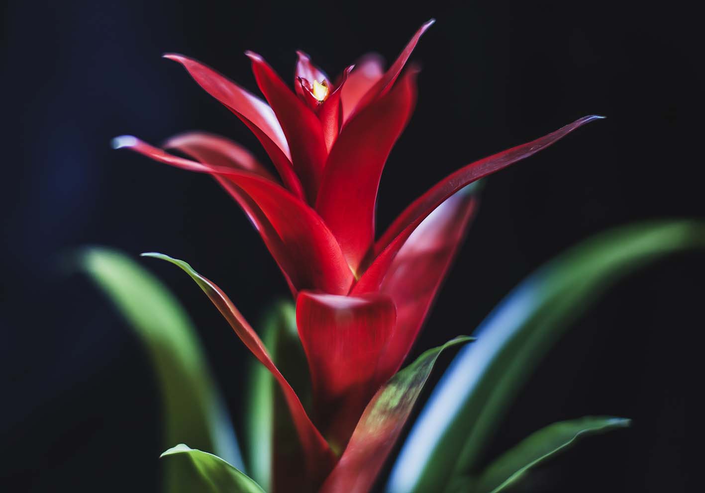 wonderful flower poster d'autore