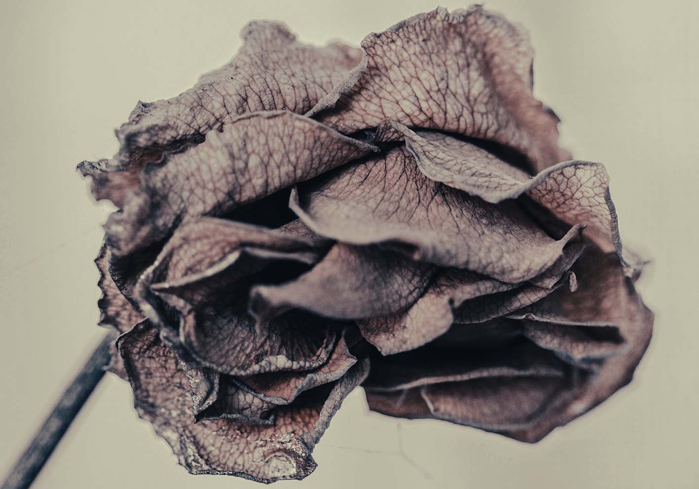 dry flower author poster