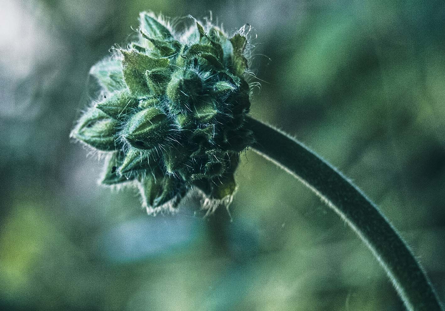 wildflower poster d'autore