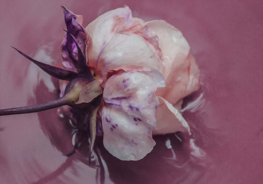 roses in the lake poster d'autore (Copy)