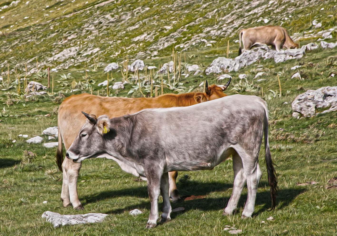cows grazing author poster