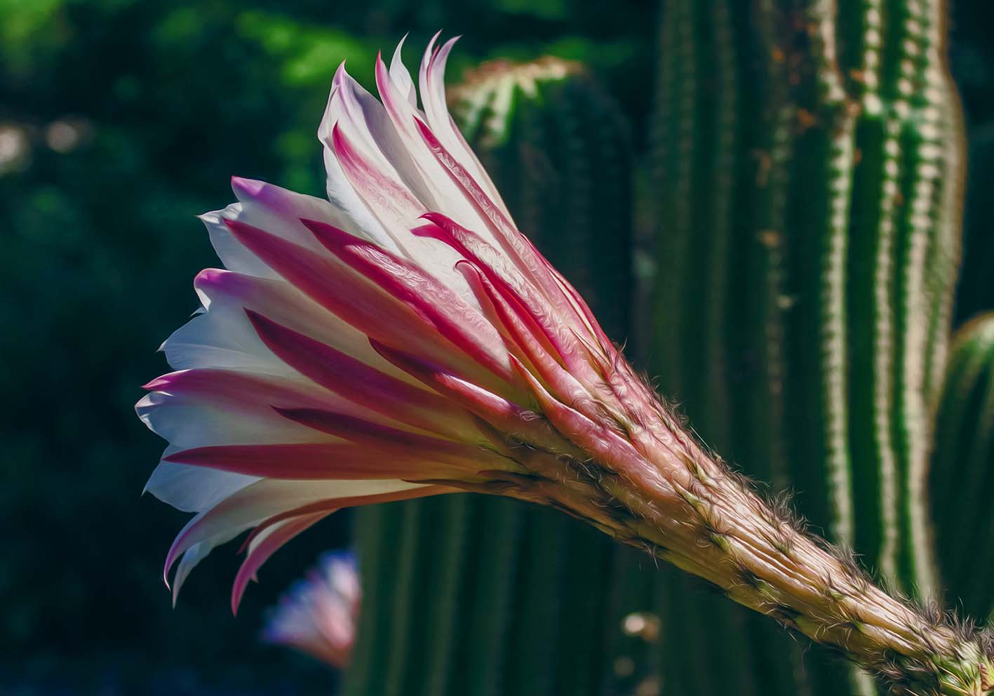 Cactus flower author poster