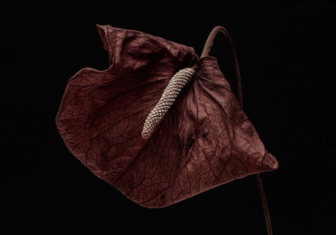 Wilted flower on black background author poster