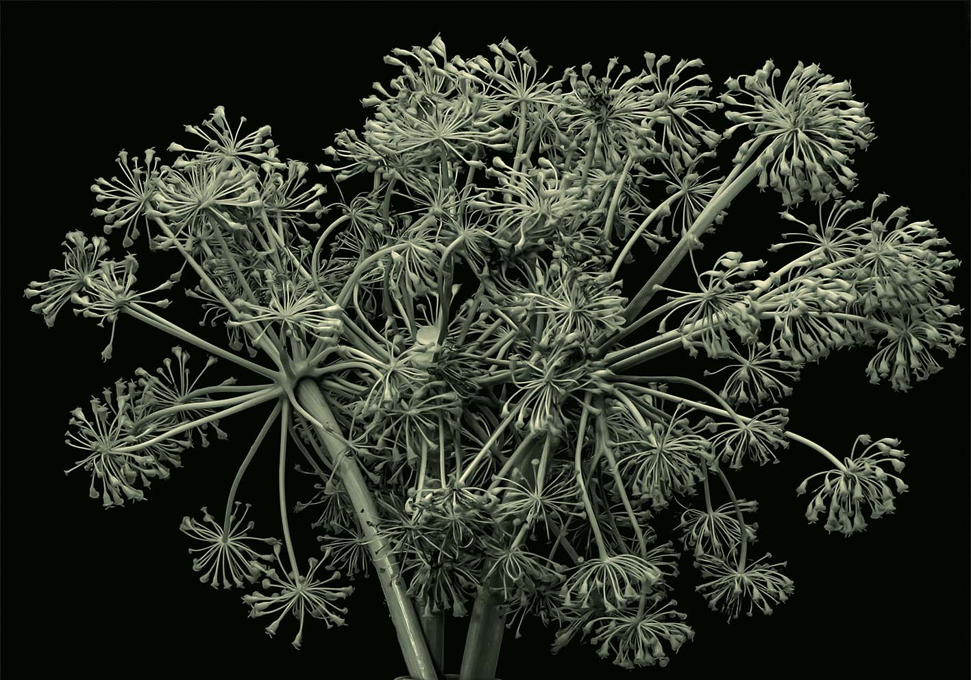 Murgia plants author's poster