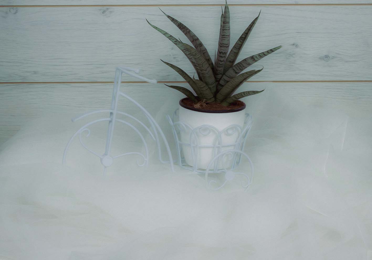 Bonsai su bicicletta poster d'autore