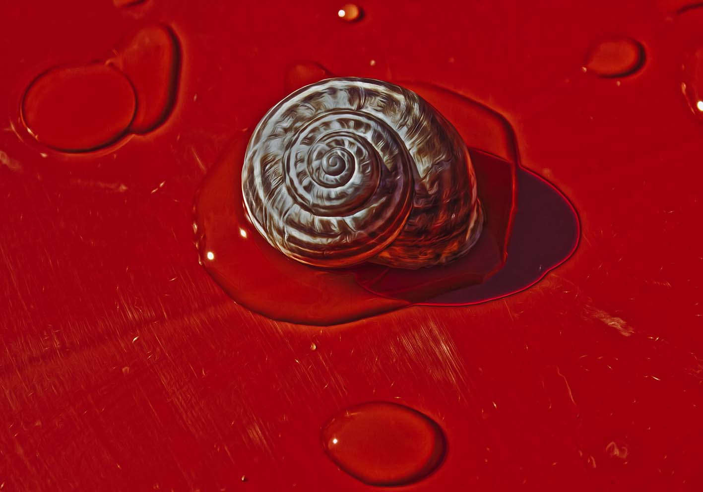 Snail on a rainy day poster