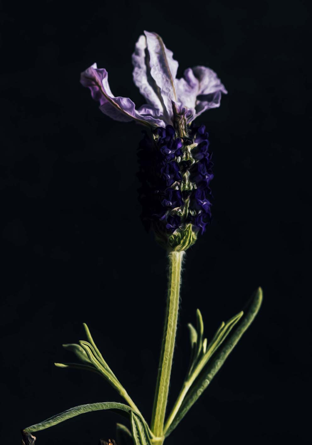 fiore viola poster fotografico