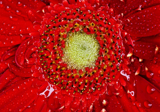 Rosso fragola poster d'autore
