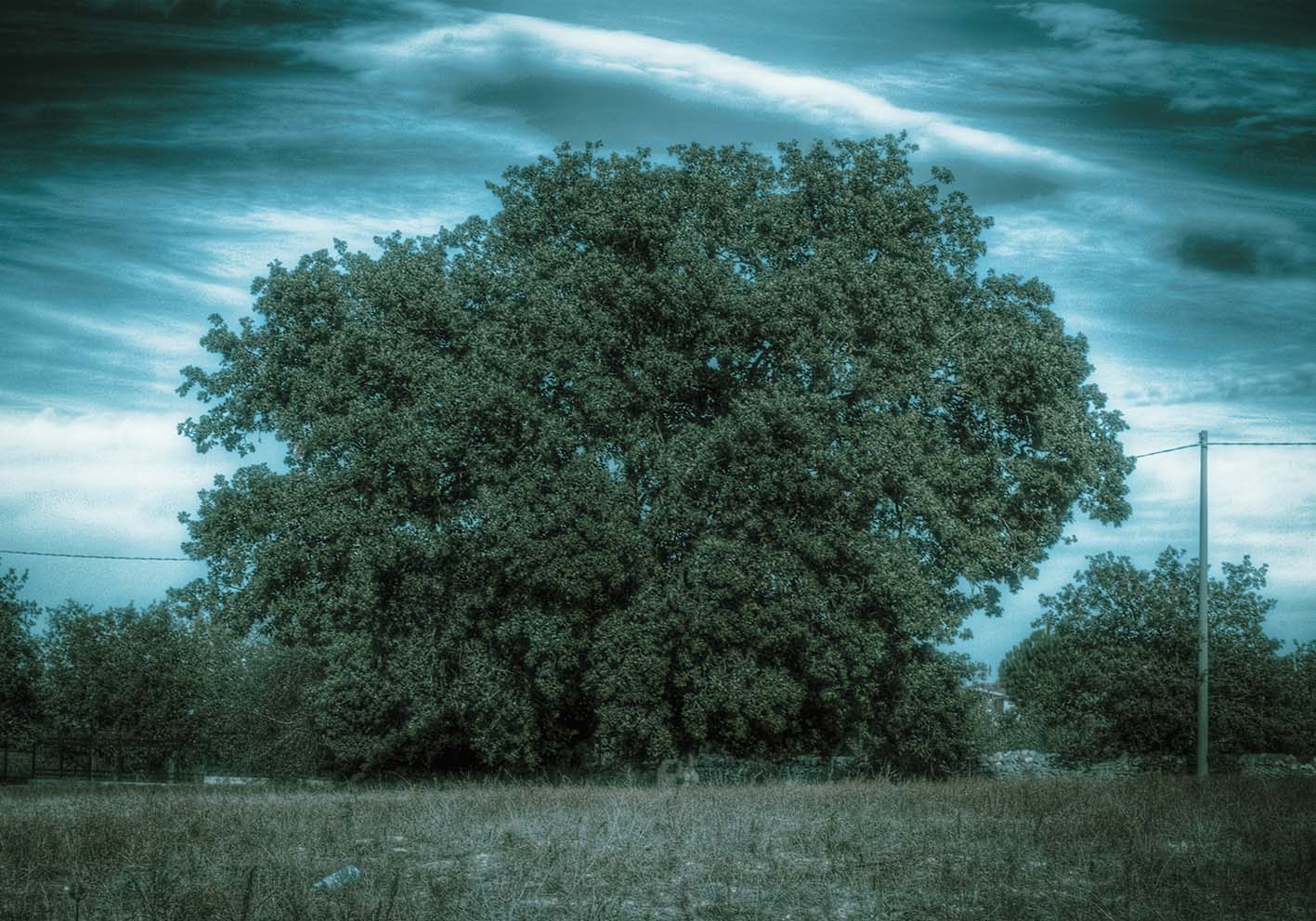The silent tree author's poster